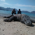 Pulau Komodo, Pesona Indonesia yang Mendunia
