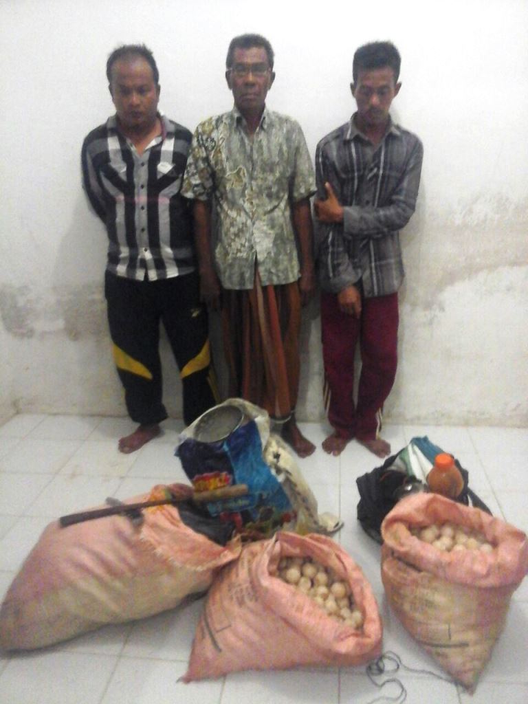 Tim WFQR 1 Amankan Ribuan Telur Penyu Dari Pencuri  Di Pulau Bangkaru