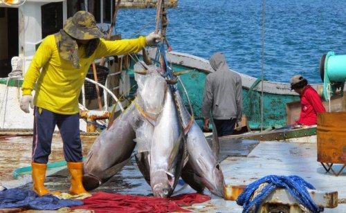 Inpres Jokowi Membuat Industri Perikanan Nasional Bergairah Kembali