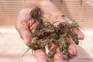 Benih lobster laut.