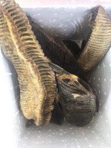 Polres Lembata Tangkap Penampung Insang Ikan Pari Manta.