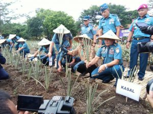 Kasal secara simbolik melakukan penanaman bibit nanas di lahan kering milik TNI AL.