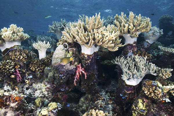Kapal Pesiar Mewah Rusak Terumbu Karang di Raja Ampat