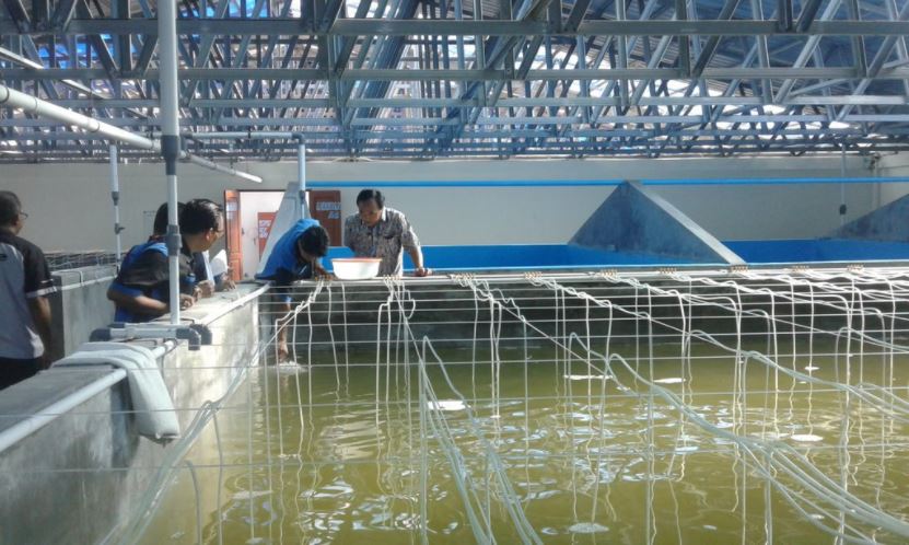 KKP Dorong Broodstock Center guna Perbaiki Breeding Program Udang Vaname