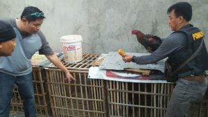 Kadis Lidkrim Pamfik Pomal Lantamal V, Letkol Laut (PM)  MJ.  Ardi Kirom. S. H. saat mengamankan salah satu barang bukti dalam penggrebekan praktek judi sabung ayam yang dilakukan di kawasan Komplek Perumahan TNI AL Kota Baru Driyorejo, Gresik, Minggu petang, (30/7).