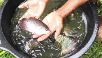 Atasi Penyakit Ikan, KKP Optimis Produksi Perikanan Budidaya Terus Meningkat