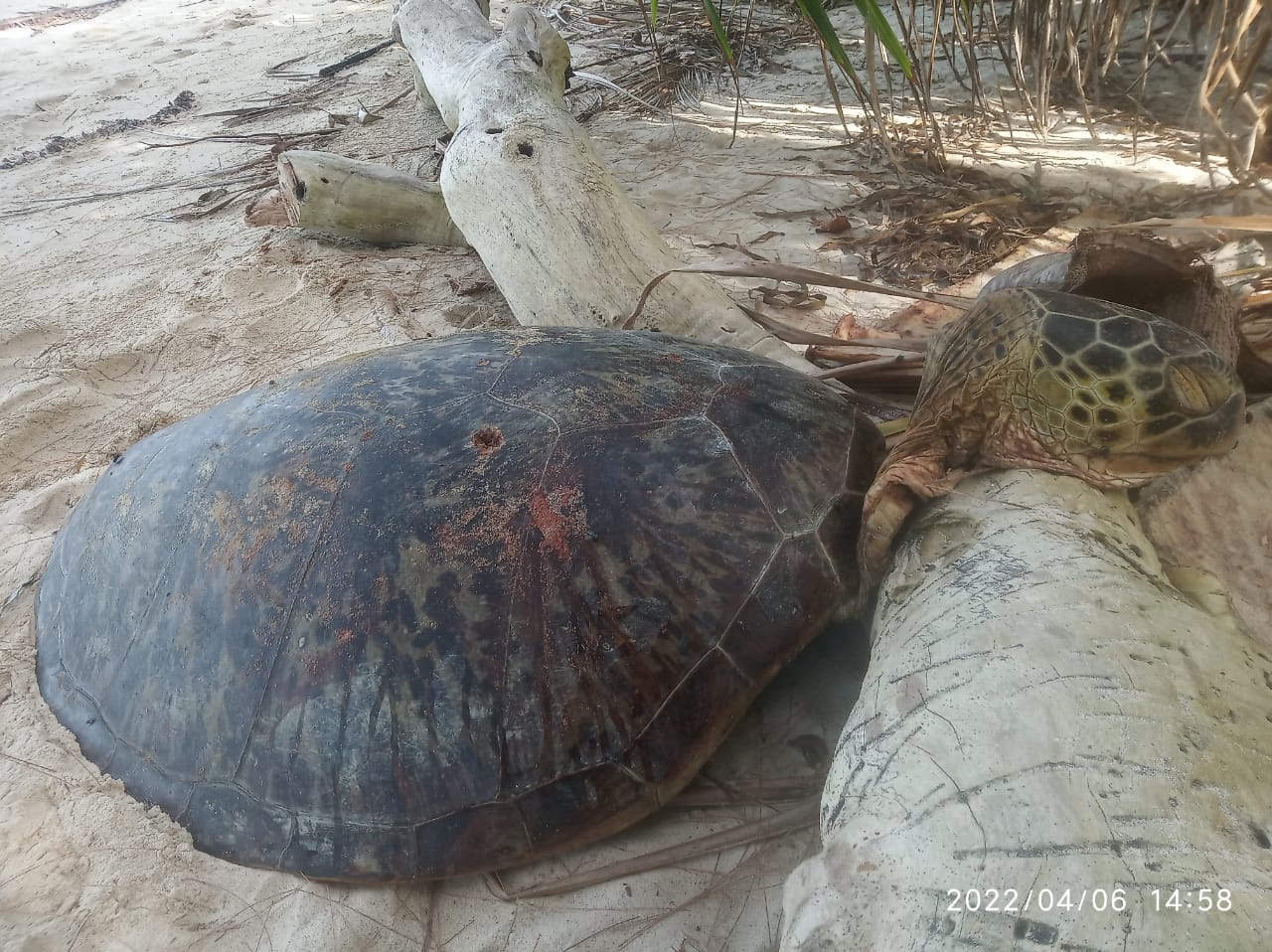 DFW Indonesia: Pengawasan Laut Berbasis Masyarakat Masih Lemah