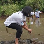 Program TJSL, IPC TPK Tanam 1.000 Mangrove Di Lampung