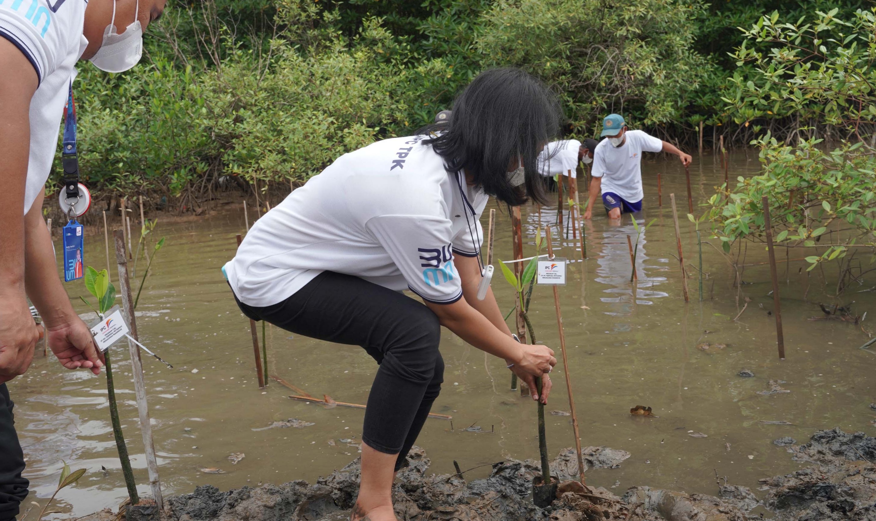 Program TJSL, IPC TPK Tanam 1.000 Mangrove Di Lampung