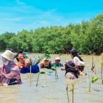 Meratus Dukung Aksi Tanam 1.000 Bibit Mangrove di Sontoh Laut