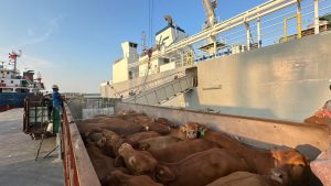 Jelang Idul Adha 2026, Livestock SPMT Tumbuh sebesar 6,7%