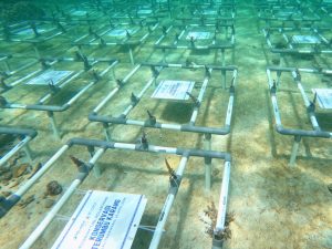 IPC TPK Gandeng Mitra Pelayaran Perkuat Konservasi Laut dan Ekosistem Pelabuhan Berkelanjutan